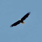 June 16, 2023: Hatchery parent flying above. I think it was HM (Hatchery Mom)