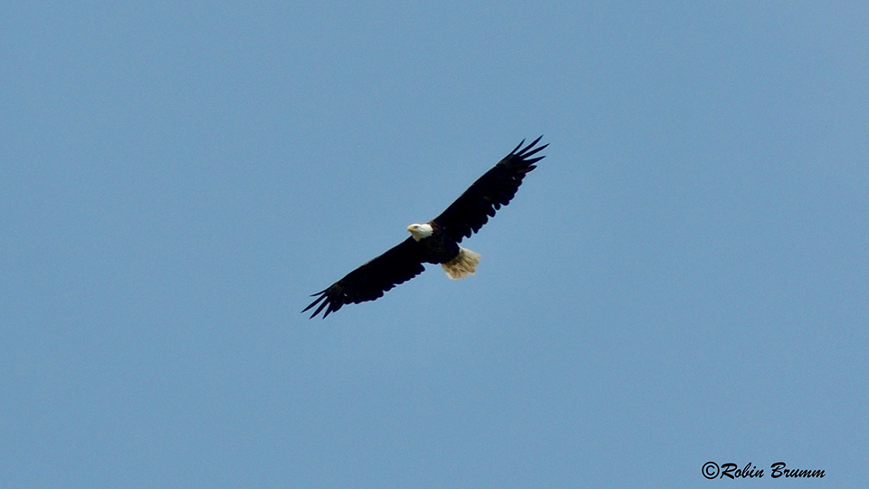 June 16, 2023: Hatchery parent flying above. I think it was HM (Hatchery Mom)