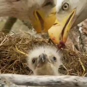 April 19, 2023: Decorah Eagles Family Portrait