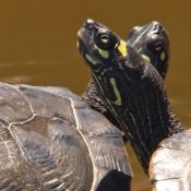 These Flyway turtles appear to have yellow 'eyebrows', which means they are false map turtles!