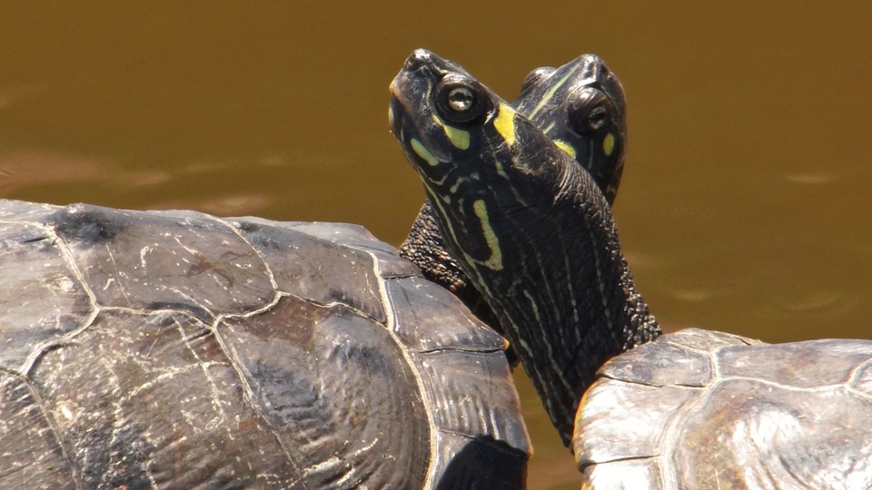 These Flyway turtles appear to have yellow 'eyebrows', which means they are false map turtles!