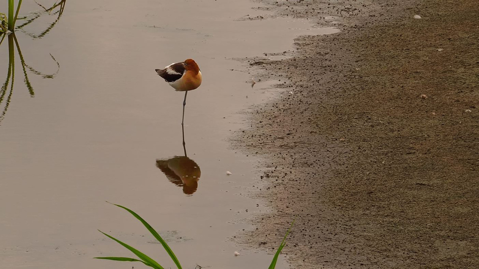 June 25, 2023: An American Avocet in breeding plumage.