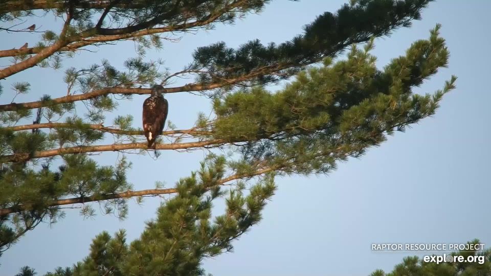 July 8, 2023: A subadult at the hatchery.