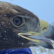 Golden Eagle 834