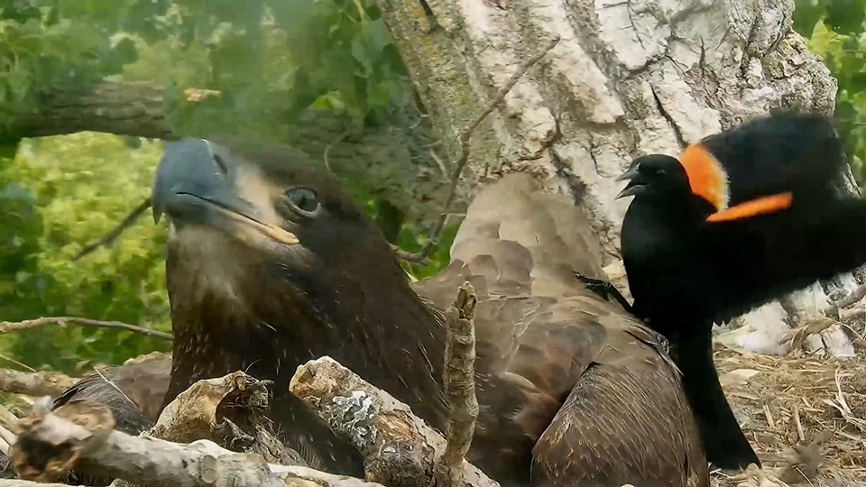 DH2 and the Red-winged Blackbird