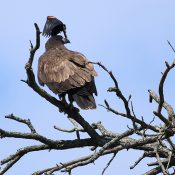 July 3, 2023: As if learning to fly wasn't enough, I've got a red-winged blackbird on my head! Photo by Glenn and Darlene Miller.