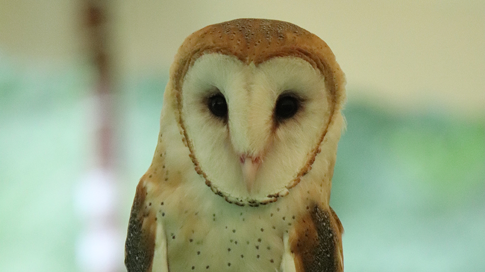 After the Fledge: A Barn Owl from River Valley Raptors