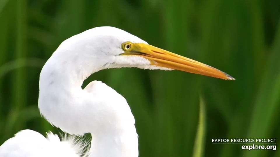 August 4, 2023: Great Egret on the Flyway
