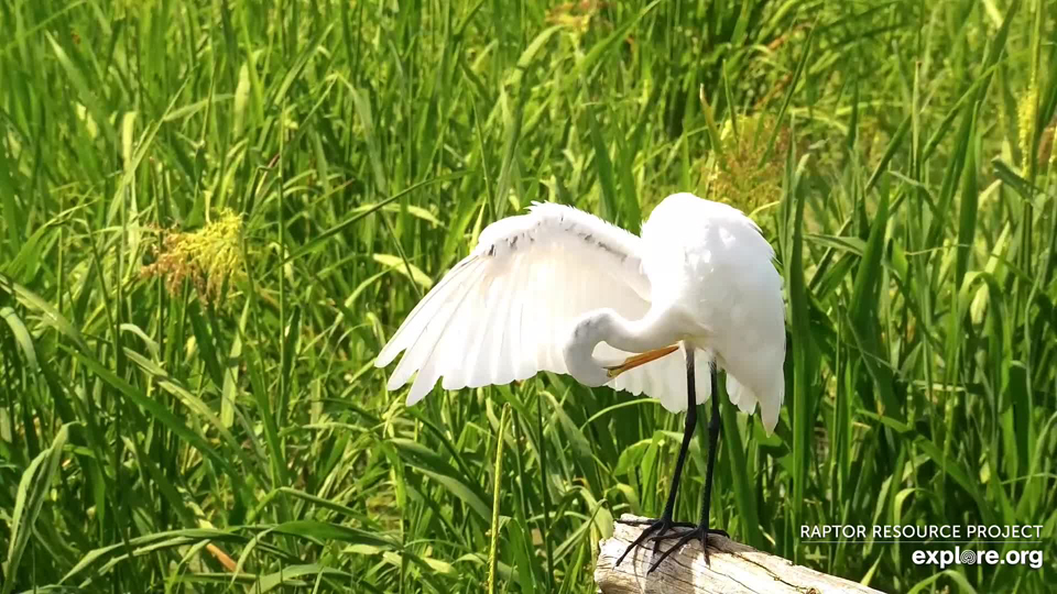 August 4, 2023: A love the great egret's beautiful wing feathers and elegant posture!