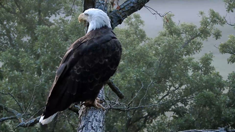 August 4, 2023: DNF on the north nest tree.