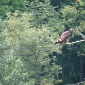 August 19, 2023: DH2 in the pine by the visitors center at the hatchery.