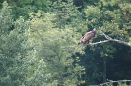 August 19, 2023: DH2 in the pine by the visitors center at the hatchery.