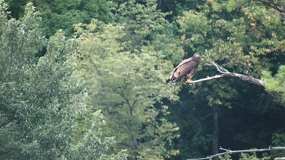 August 19, 2023: DH2 in the pine by the visitors center at the hatchery.