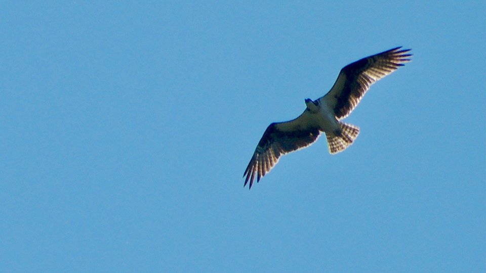 August 15, 2023: An Osprey checks out the retention pond. 