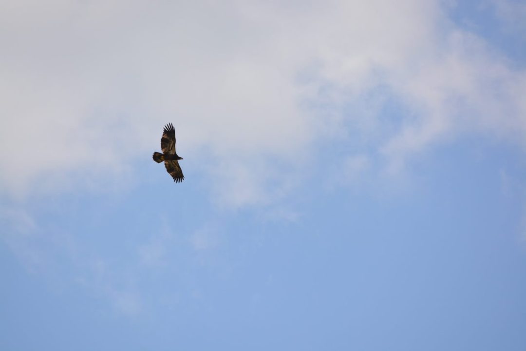 Is that DH2? We checked in with our camera operators to let people know where the eaglet could be spotted. Everyone was very respectful and no one came too close.