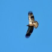 August 18, 2023: I love how s/he was turning just right so that the light was shining on its wingpits. Wingpits are my favorite part of a juvie!