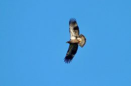August 18, 2023: I love how s/he was turning just right so that the light was shining on its wingpits. Wingpits are my favorite part of a juvie!
