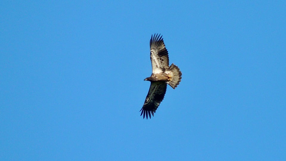 August 18, 2023: I love how s/he was turning just right so that the light was shining on its wingpits. Wingpits are my favorite part of a juvie!