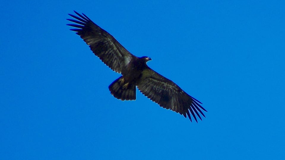 August 15, 2023: DH2 on one of his/her flyovers