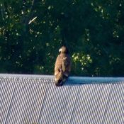 August 15, 2023: DH2 on the roof of the barn to the east of the hatchery