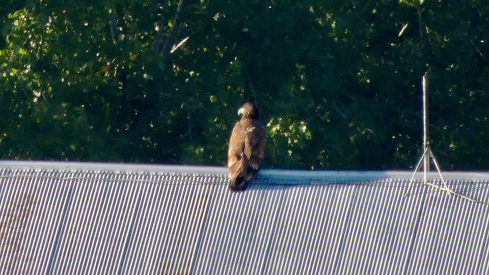 August 15, 2023: DH2 on the roof of the barn to the east of the hatchery