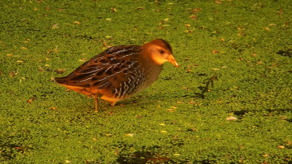 August 22, 2023: Also known as the 'Meadow Chicken', this common but elusive Sora is a lifer bird for some birders!