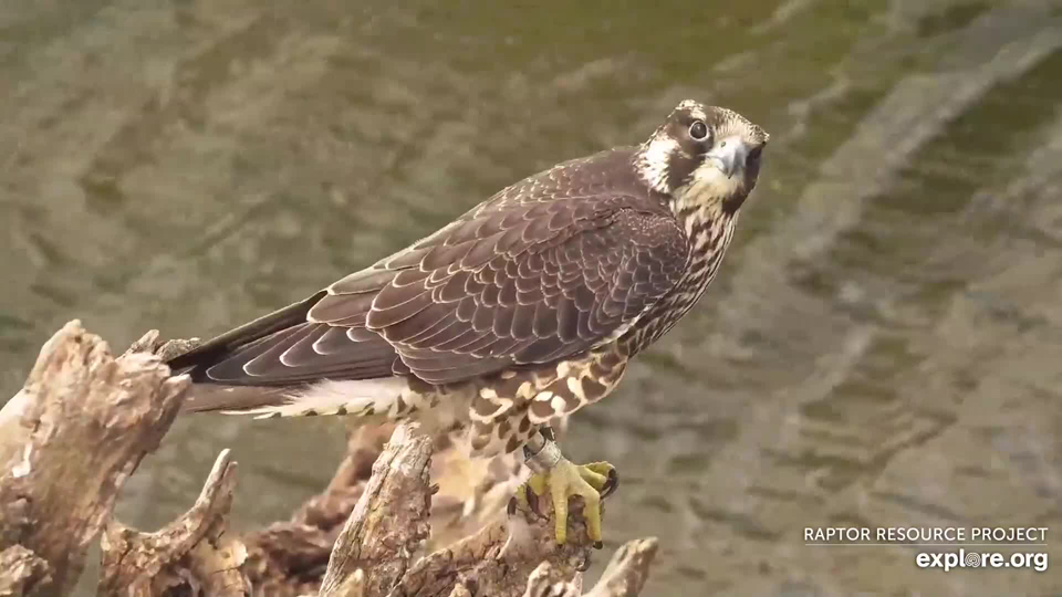 August 17, 2023: Poppy the Peregrine! Note her lovely juvenile plumage.