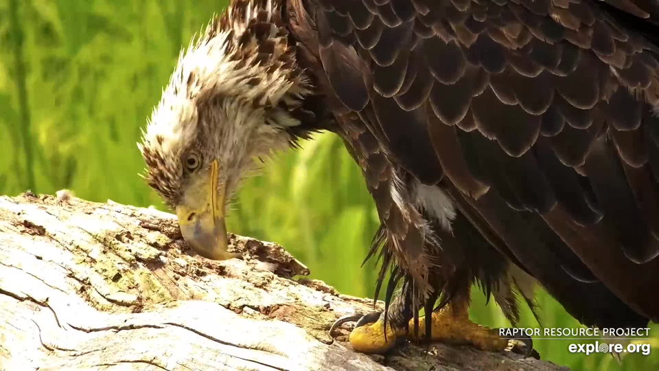 August 18, 2023: A one-footed eagle on the Flyway.
