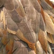 August 18, 2023: A Sandhill Crane on the Mississippi Flyway