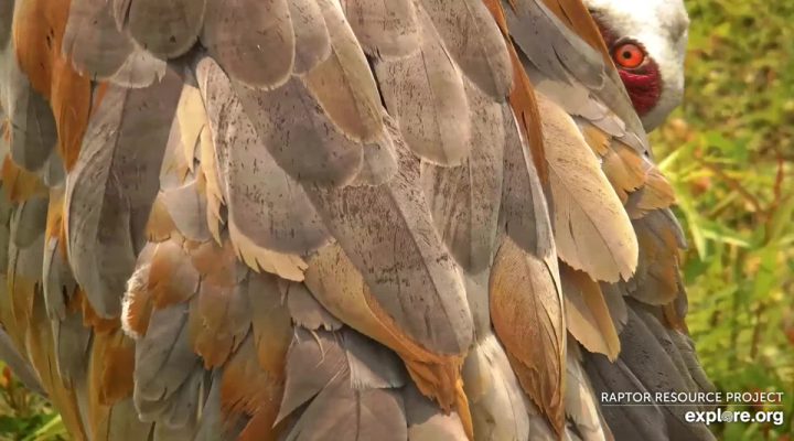 August 18, 2023: A Sandhill Crane on the Mississippi Flyway