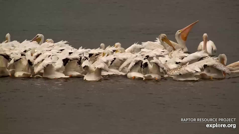 August 21, 2023: A plethora of pelicans hunts on the Flyway!
