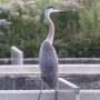 There is an abundance of wildlife at the hatchery. A great blue heron fishes the raceways.