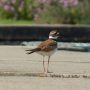 A killdeer forages at the hatchery. I don’t know if they eat trout developer, but opportunities for feeding on it abound!