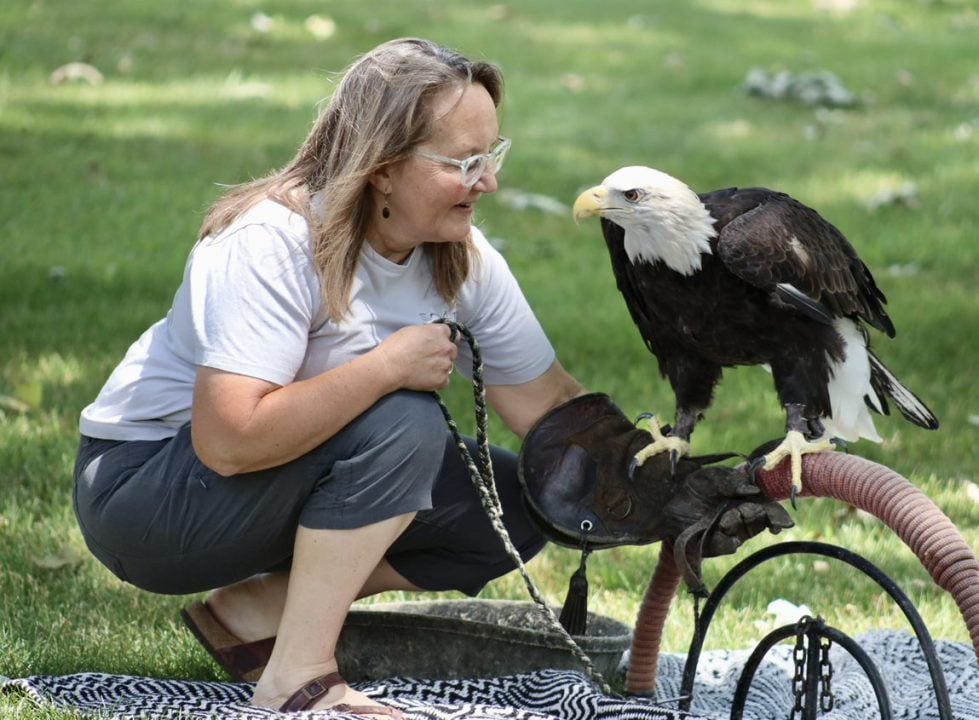 Kay from SOAR with Mr. Decorah. In 2014, the Decorah eagles were chased from the nest by blackflies. D20 was injured and now lives at SOAR as an eagle ambassador.