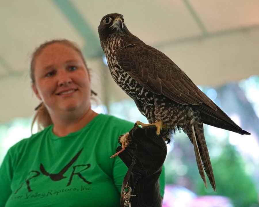 Abbey from River Raptors with a beautiful gyrfalcon. Attendees met a gyrfalcon, a merlin, a great horned owl, and Abbey's personal falconry bird, a red-tailed hawk.