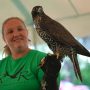 Abbey from River Raptors with a beautiful gyrfalcon. Attendees met a gyrfalcon, a merlin, a great horned owl, and Abbey’s personal falconry bird, a red-tailed hawk.