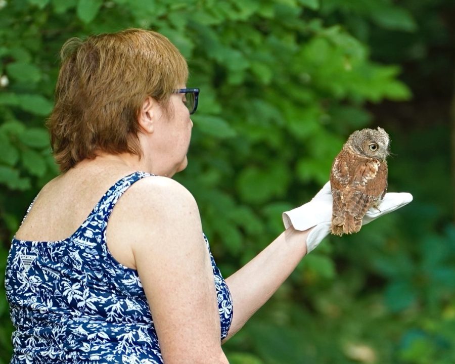 Screech owls are really small birds! Two ATF attendees were lucky enough to participate in the release.
