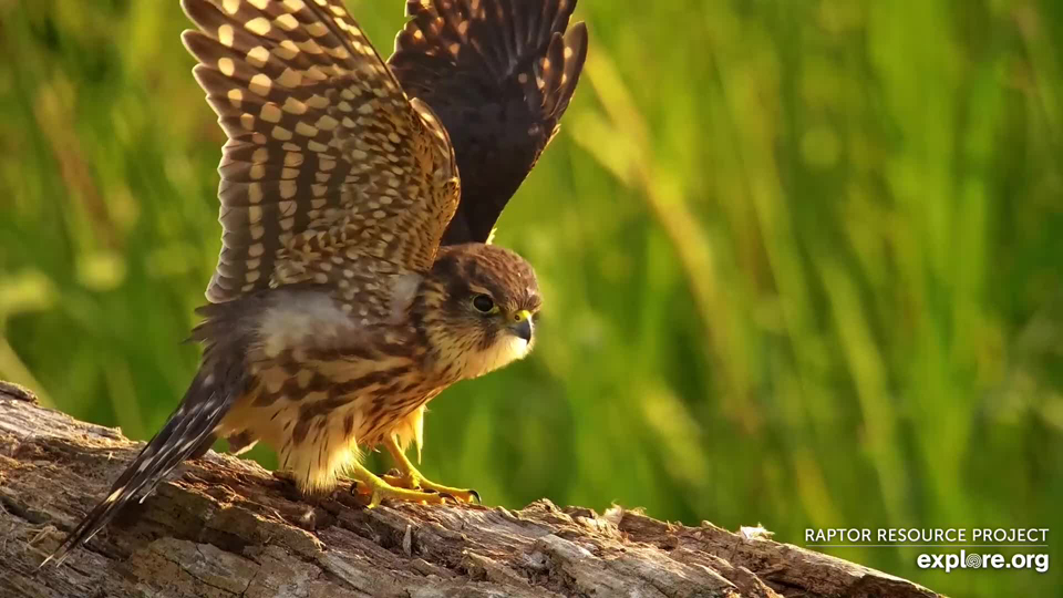 August 28, 2023: A Merlin on the Flyway