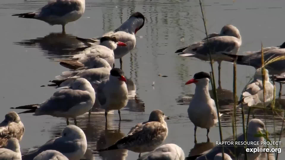 August 30, 2023: Caspian Terns on the Flyway