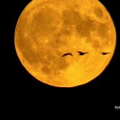 August 31, 2023: Waterfowl against a full Flyway moon. Full moon counts are still sometimes used to gather data on nocturnal migrants.