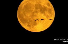 August 31, 2023: Waterfowl against a full Flyway moon. Full moon counts are still sometimes used to gather data on nocturnal migrants.
