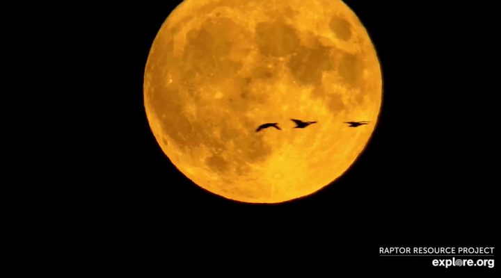 August 31, 2023: Waterfowl against a full Flyway moon. Full moon counts are still sometimes used to gather data on nocturnal migrants.