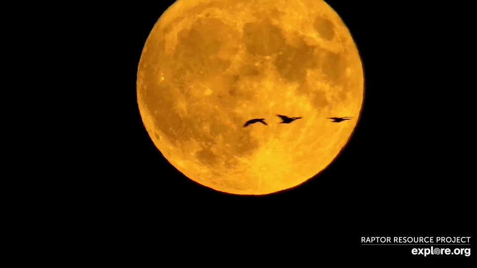 August 31, 2023: Waterfowl against a full Flyway moon. Full moon counts are still sometimes used to gather data on nocturnal migrants.