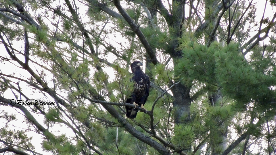 September 14, 2023: Juvie in the pine tree.