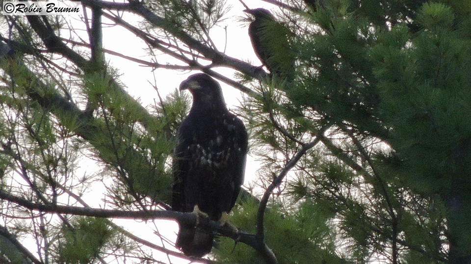 September 14, 2023: Juvie in the pine tree with crow.