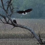 October 19, 2023: HD flies in to perch next to HM on a dead tree about 200 feet from the nest. The two fiddled with some sticks before flying out.