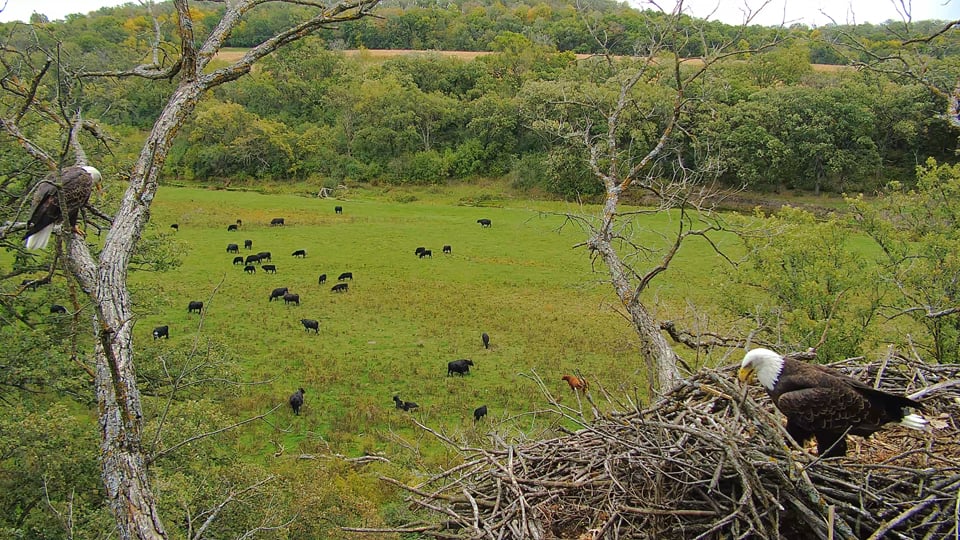 October , 2023: A favorite sight - eagles and cattle! I love hearing them moo.