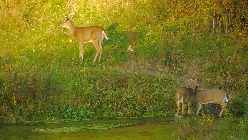 October 8, 2023: Deer in the valley of the Norths.