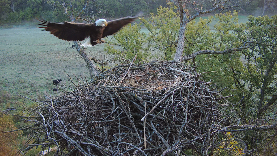 October 9, 2023: I love how you can see the 'rings' of previous year's nestorations - not all that different from tree rings or varves in sediment! It's hard to believe we rebuilt this nest in 2018.