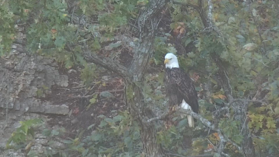 October 10. 2023: HM or HD perched near the bluff upstream of nest N1 (note: our expert watchers think this is most likely HD).